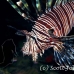 lionfish_common_nus_h_0705_png1910.jpg
